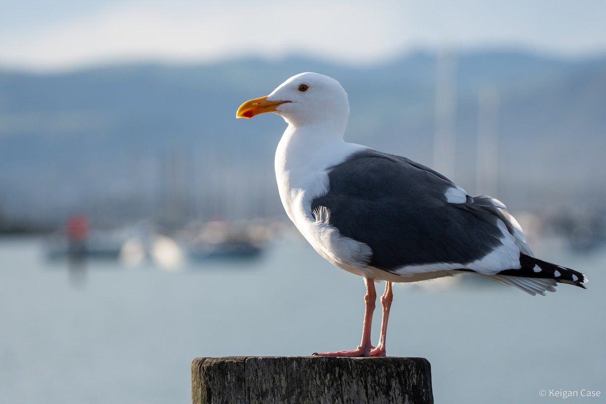 Western Gull - ML617880262