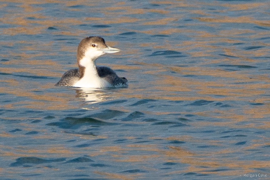 Common Loon - ML617880268