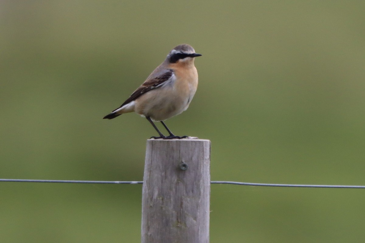 Northern Wheatear - ML617880274