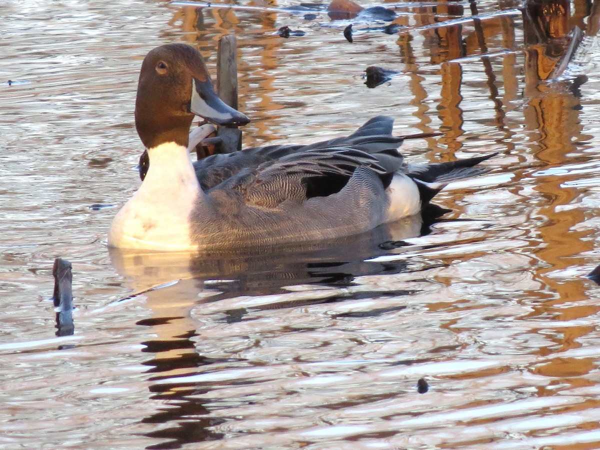 Northern Pintail - ML617880276