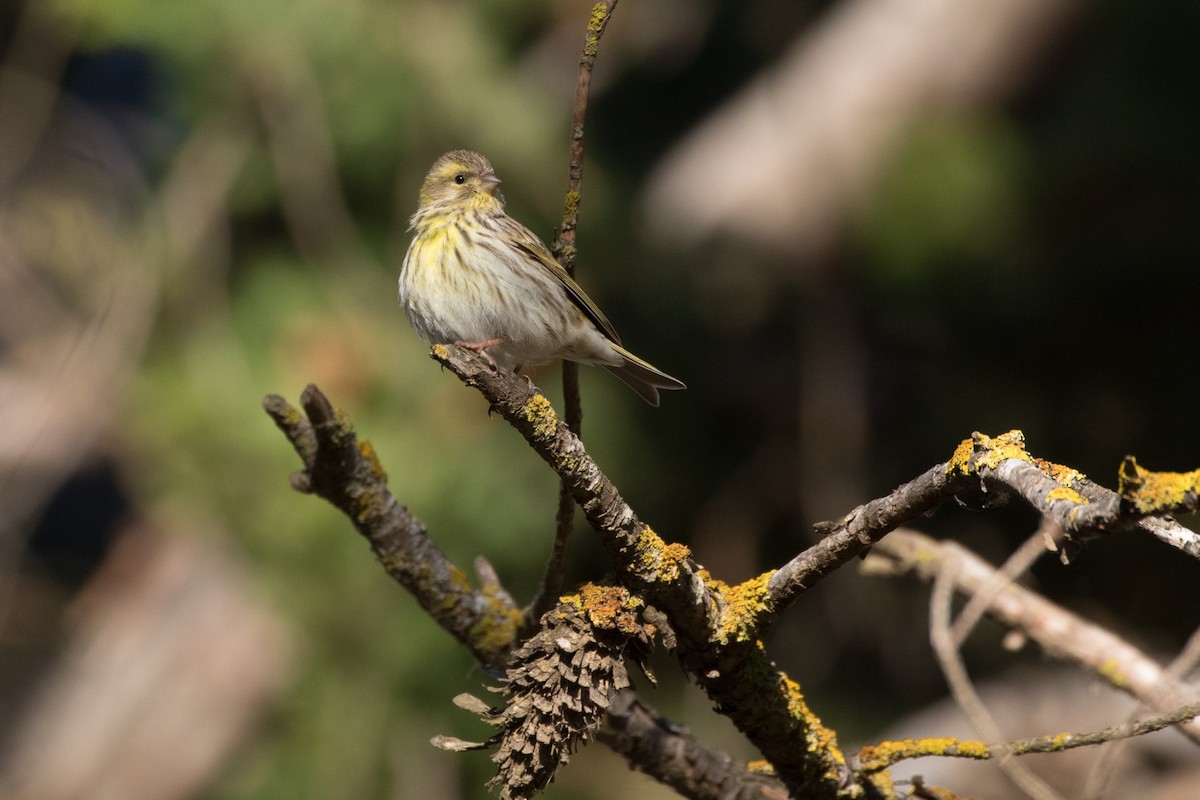 European Serin - ML617880304