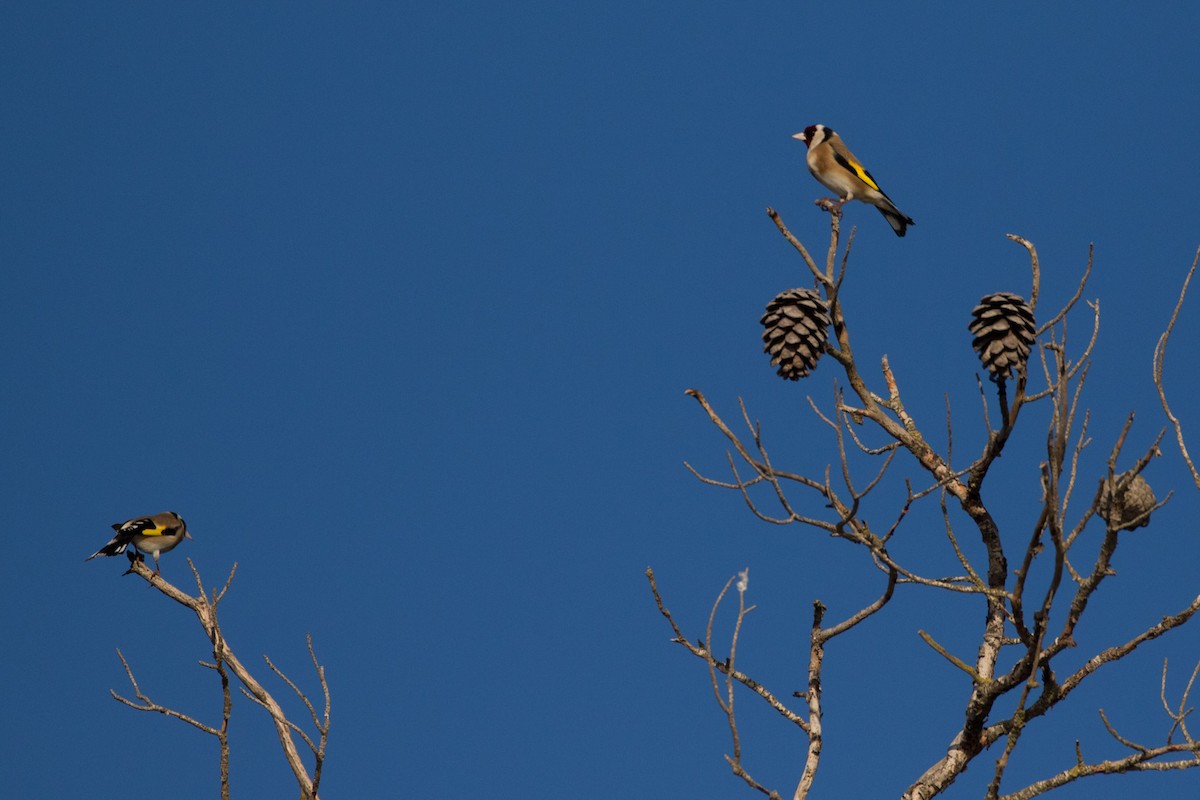 European Goldfinch - ML617880328