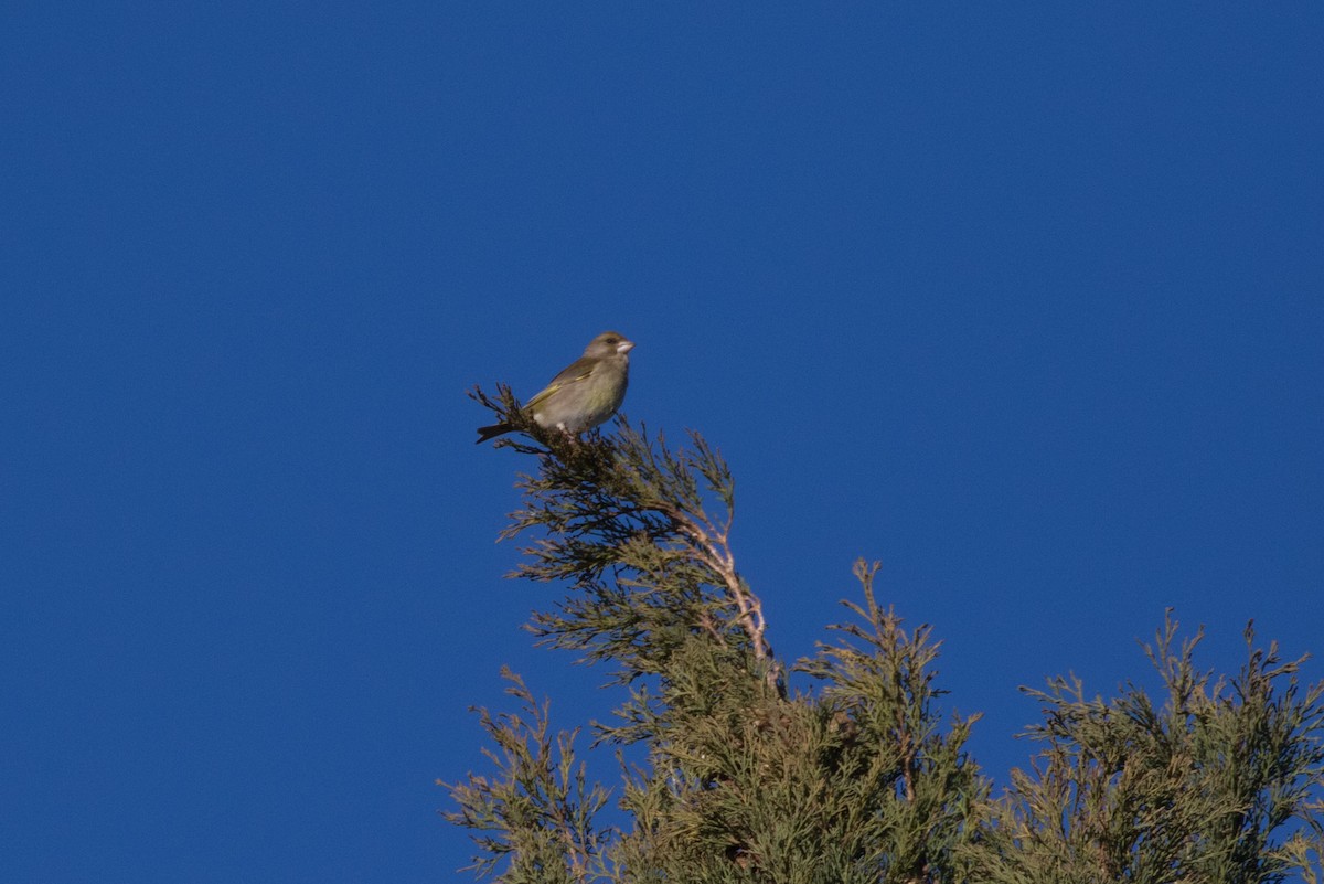 European Greenfinch - ML617880332