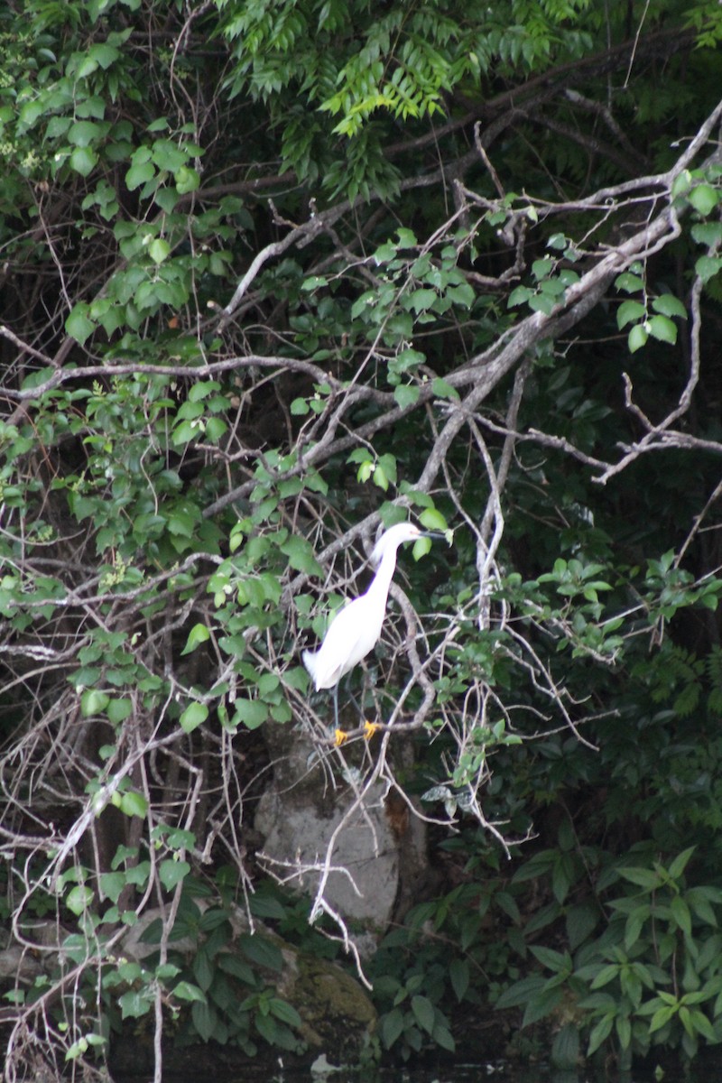 Snowy Egret - ML617880343