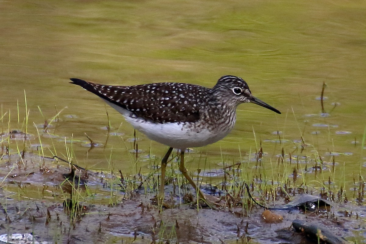 Solitary Sandpiper - ML617880347