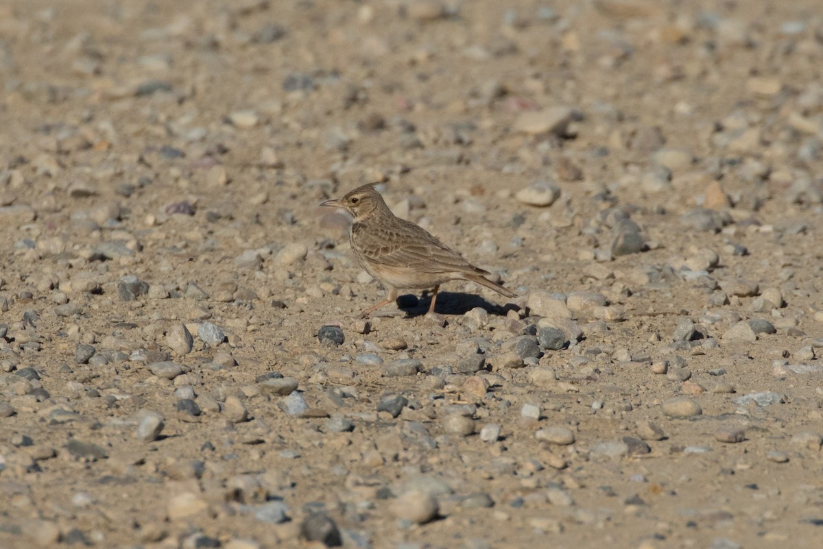 Crested Lark - ML617880349