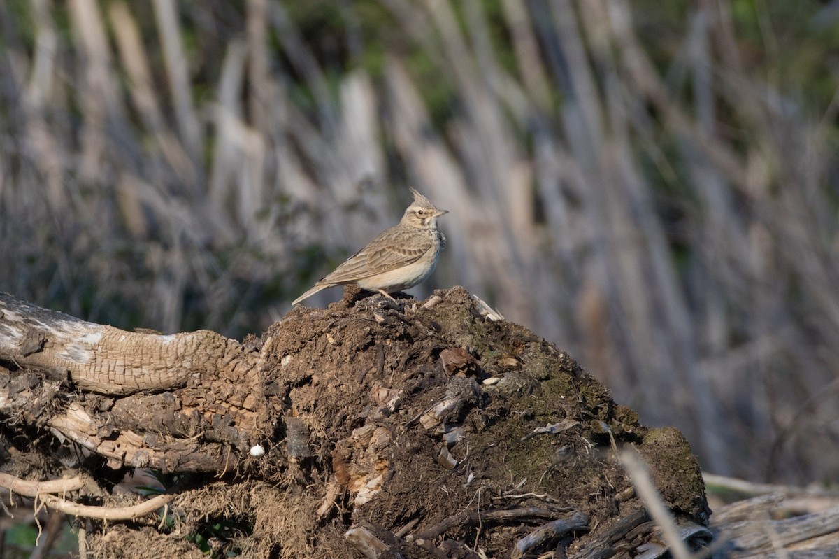 Kutturlio mokolaburra - ML617880356