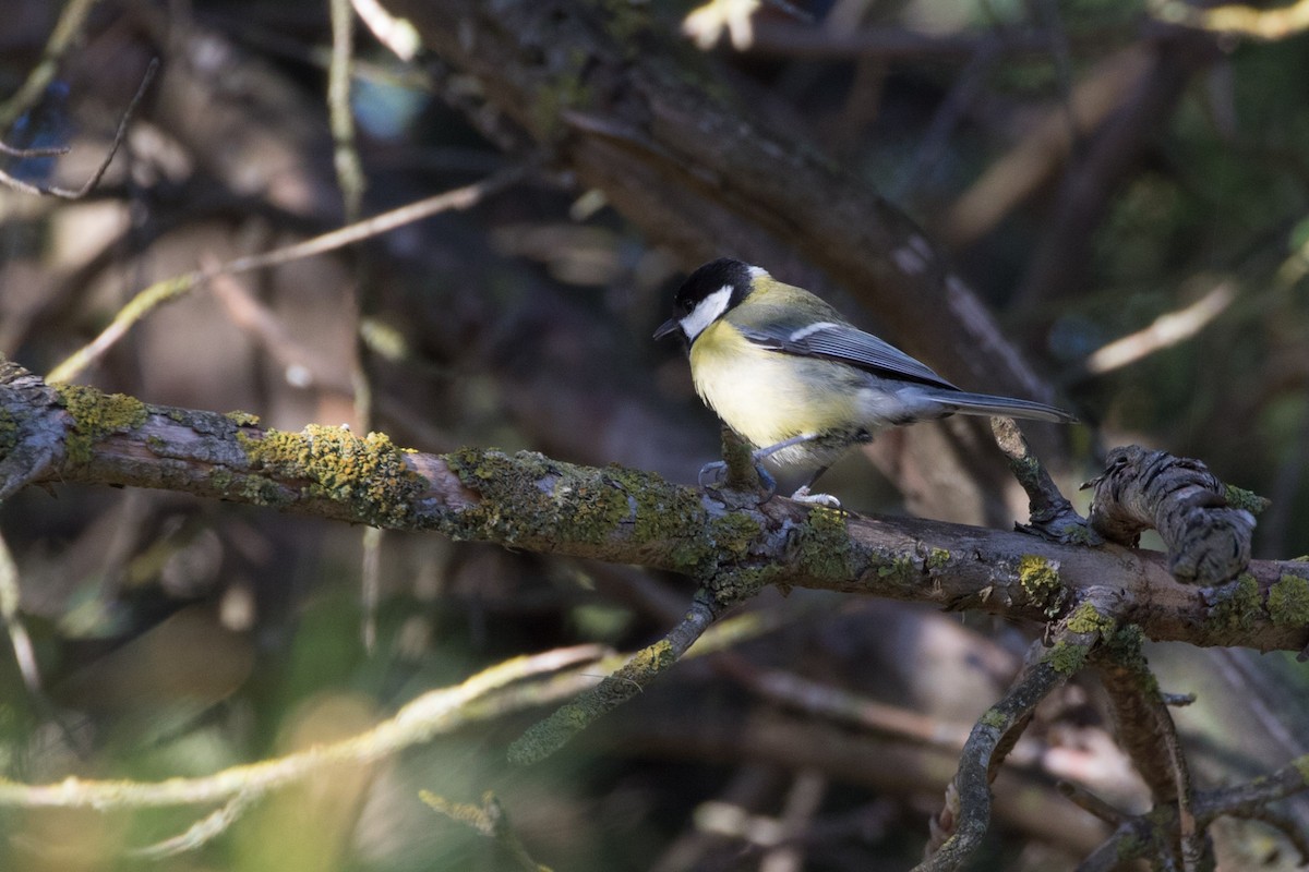 Great Tit - ML617880367