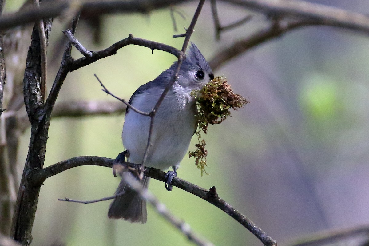 Tufted Titmouse - ML617880368