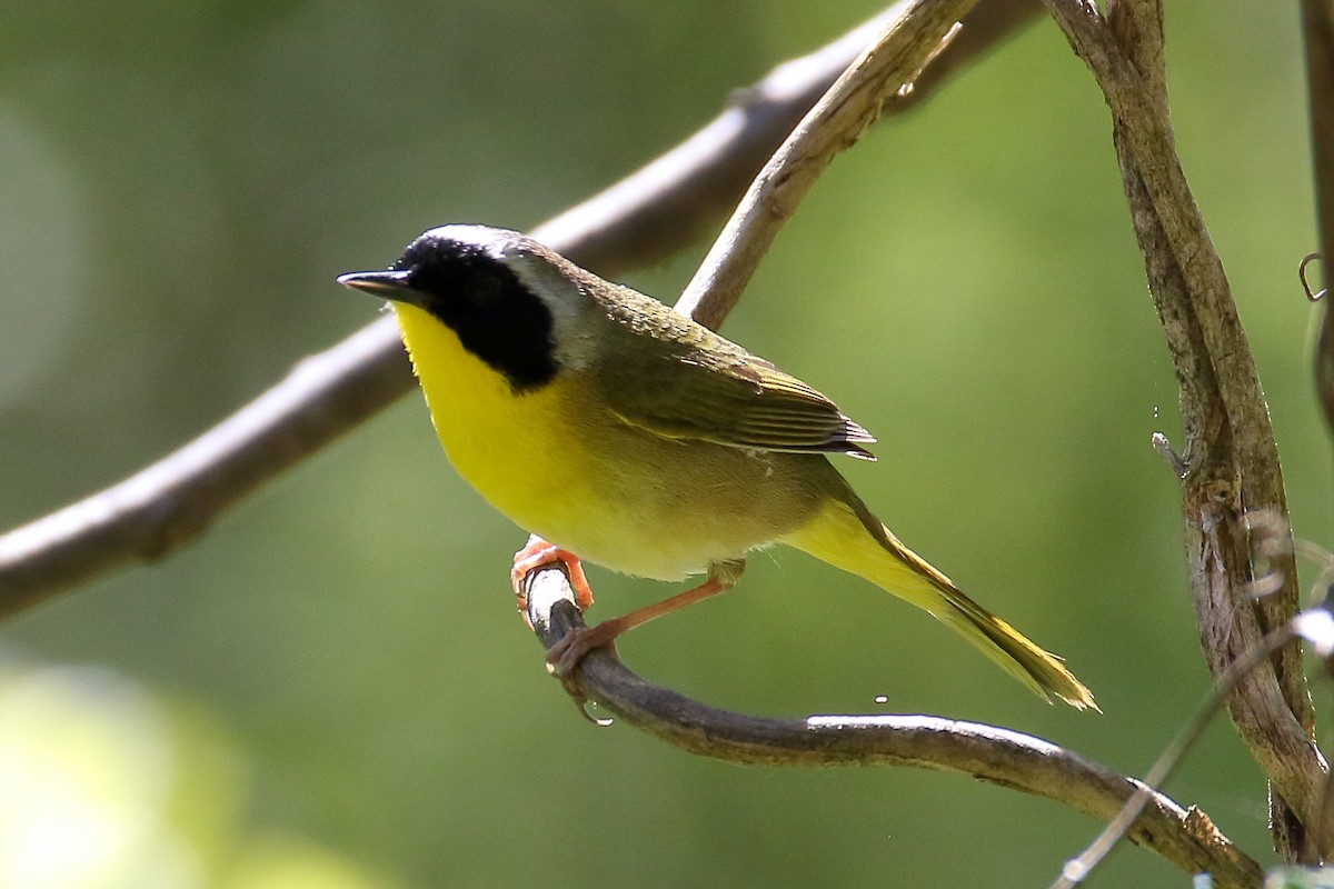 Common Yellowthroat - ML617880372