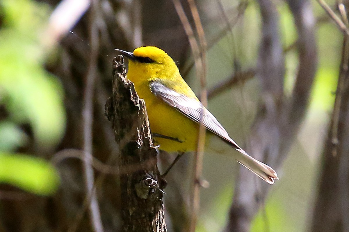 Blue-winged Warbler - John Manger