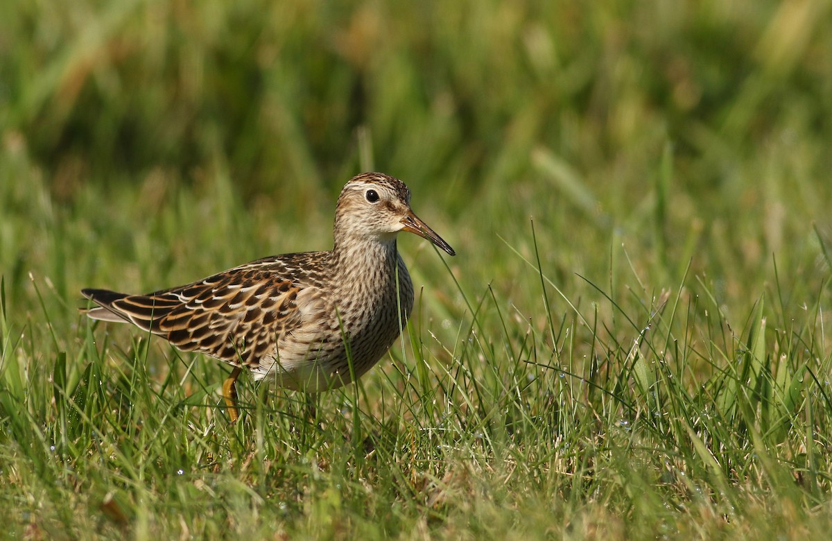 Piovanello pettorale - ML617880384