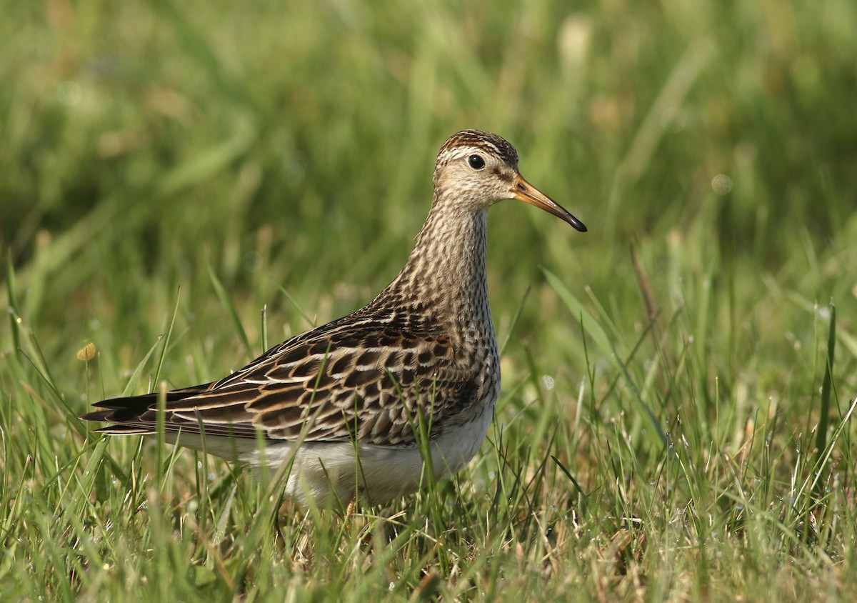 Piovanello pettorale - ML617880386