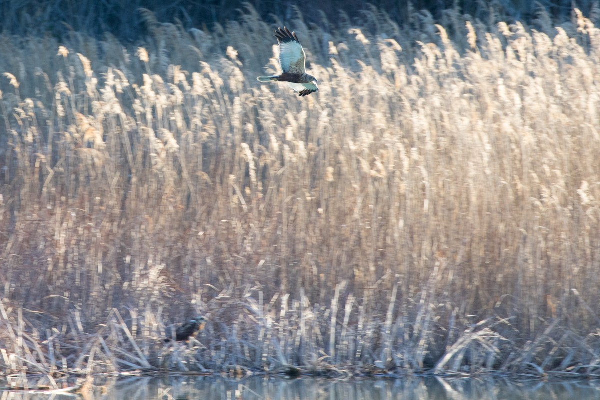 Western Marsh Harrier - ML617880389