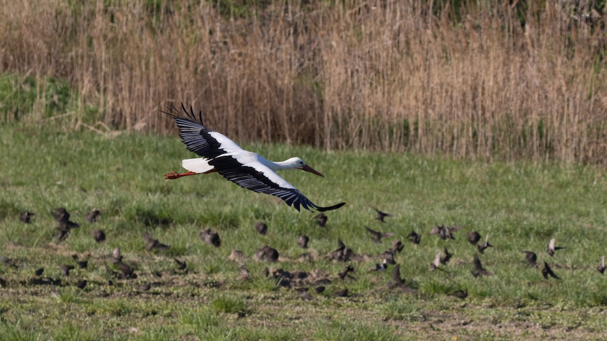 White Stork - ML617880397