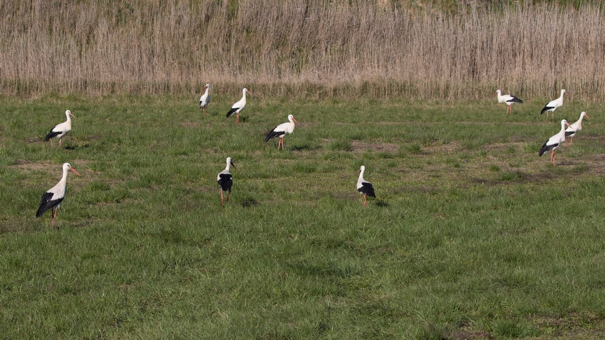 White Stork - ML617880398