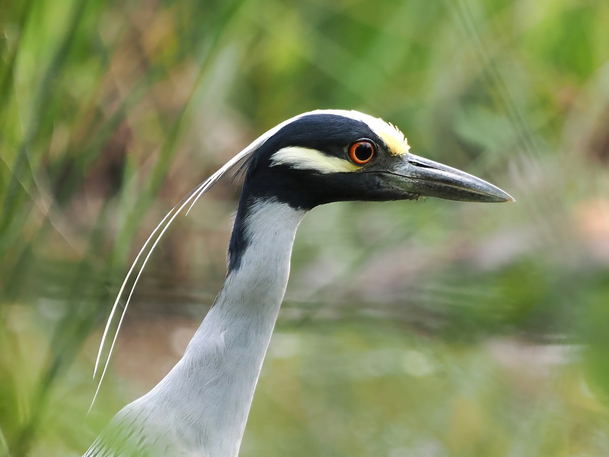 Yellow-crowned Night Heron - ML617880404