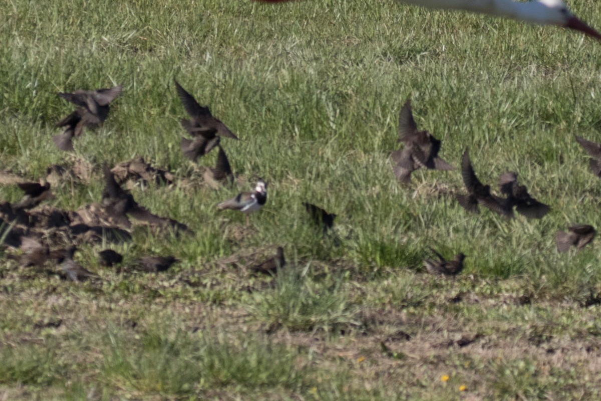 Northern Lapwing - ML617880410