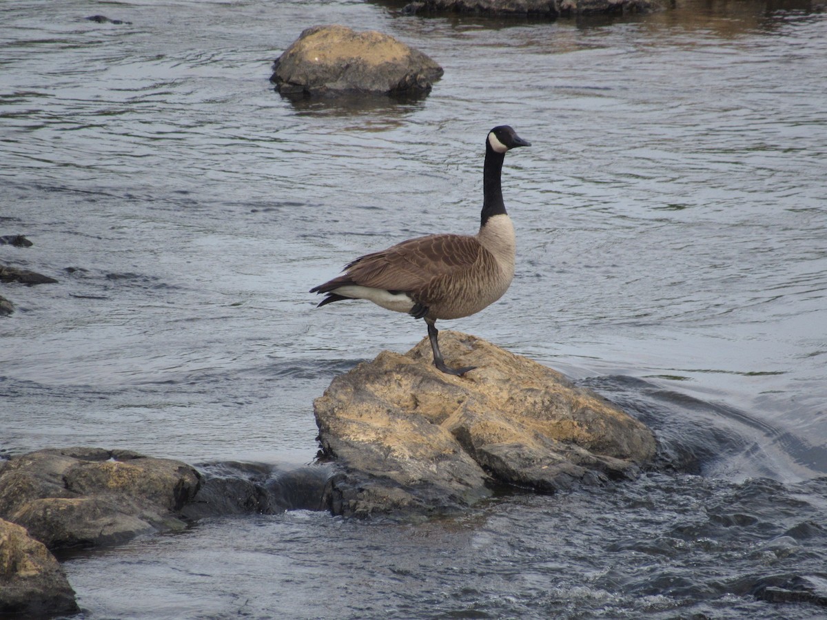 Canada Goose - ML617880419