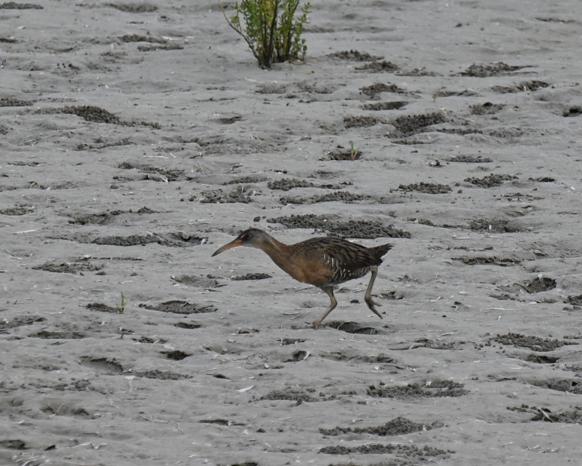 Clapper Rail - ML617880433