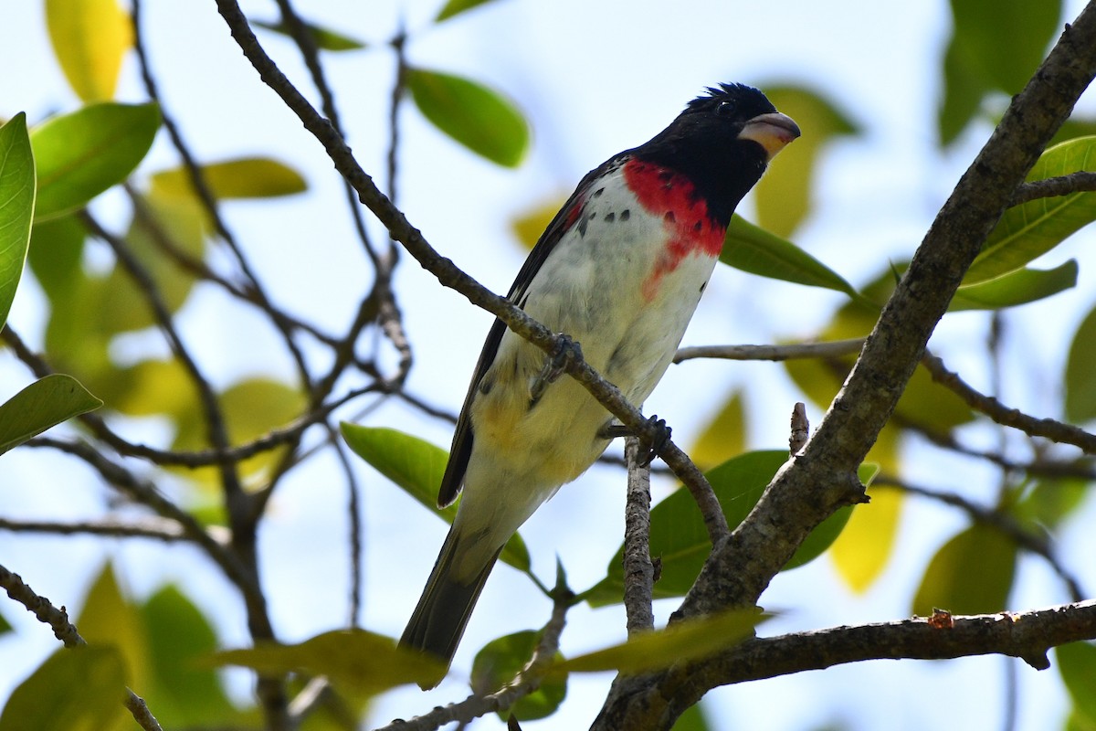 Rose-breasted Grosbeak - Julian Campuzano Garrido