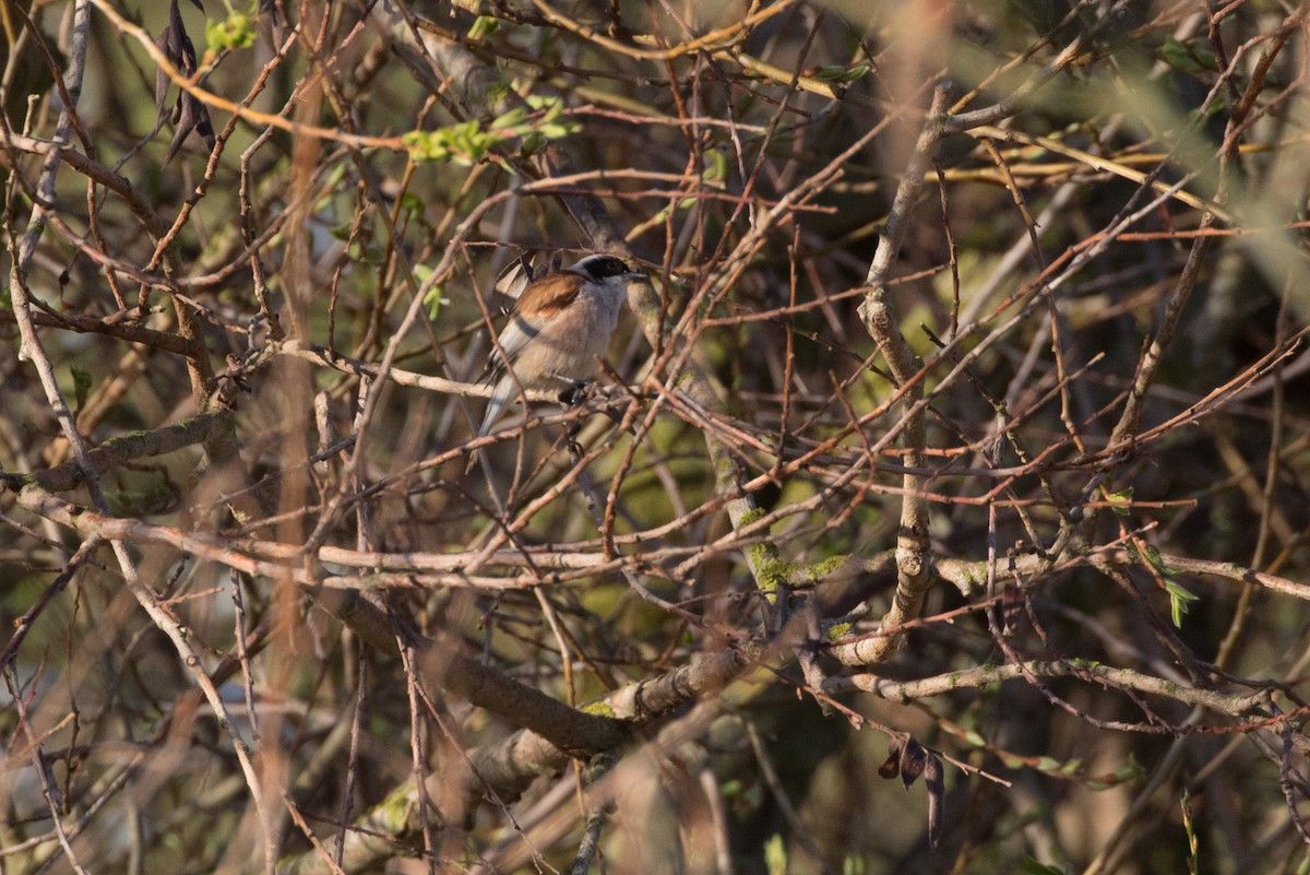 Eurasian Penduline-Tit - ML617880494