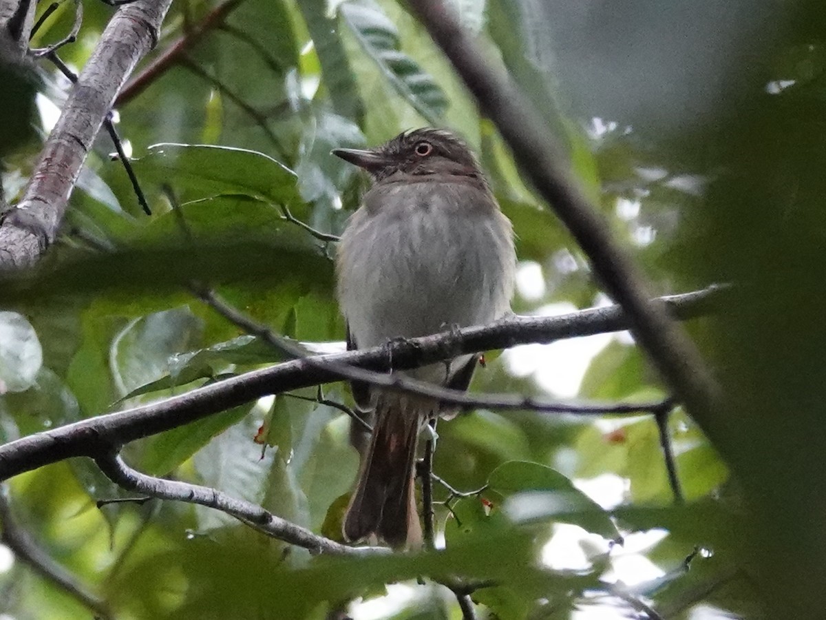 Gelbbürzel-Attilatyrann (spadiceus/uropygiatus) - ML617880498