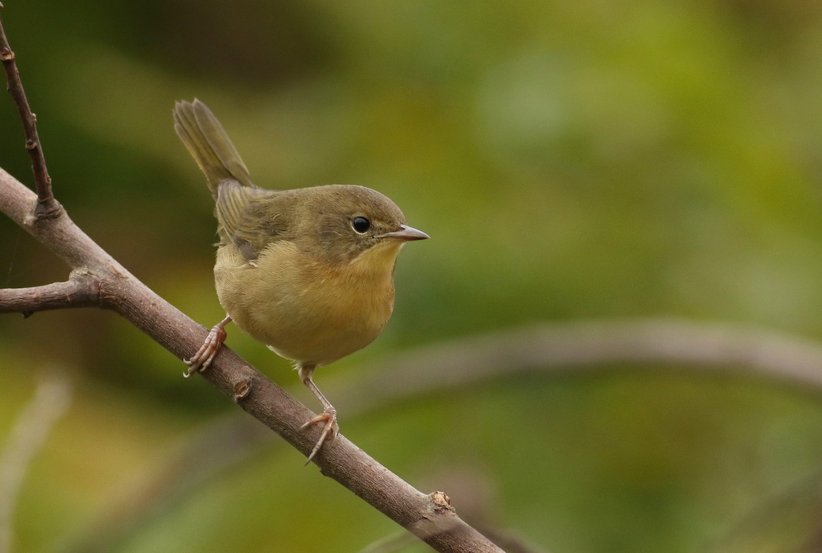Common Yellowthroat - ML617880508
