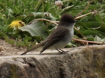 Eastern Phoebe - ML617880510