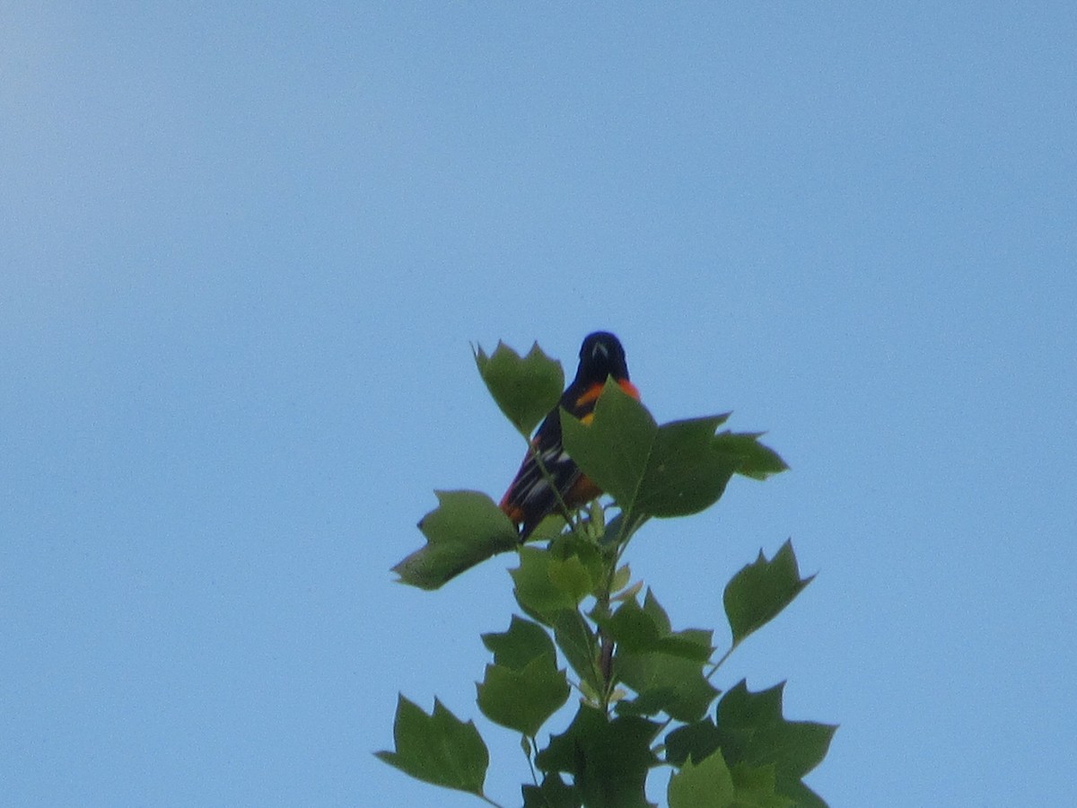 Baltimore Oriole - ML617880533