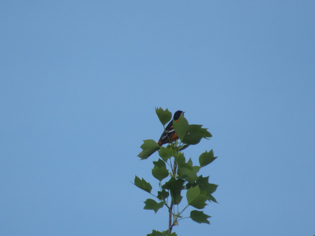 Oriole de Baltimore - ML617880534