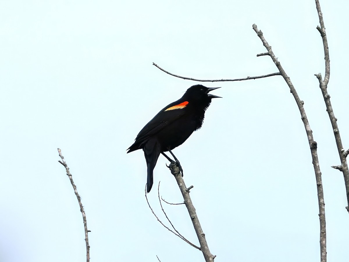 Red-winged Blackbird - ML617880556