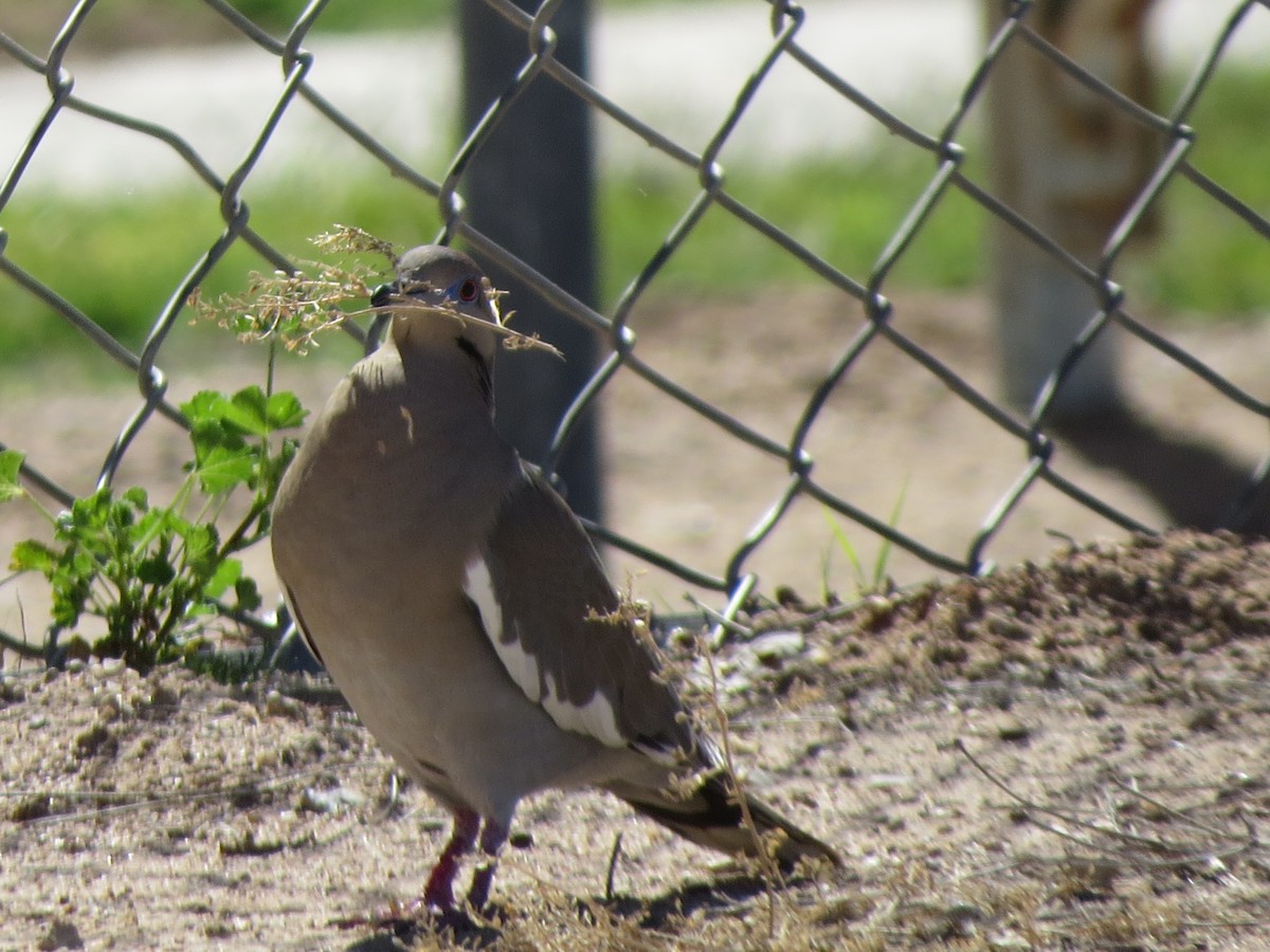 White-winged Dove - Melanie Mitchell