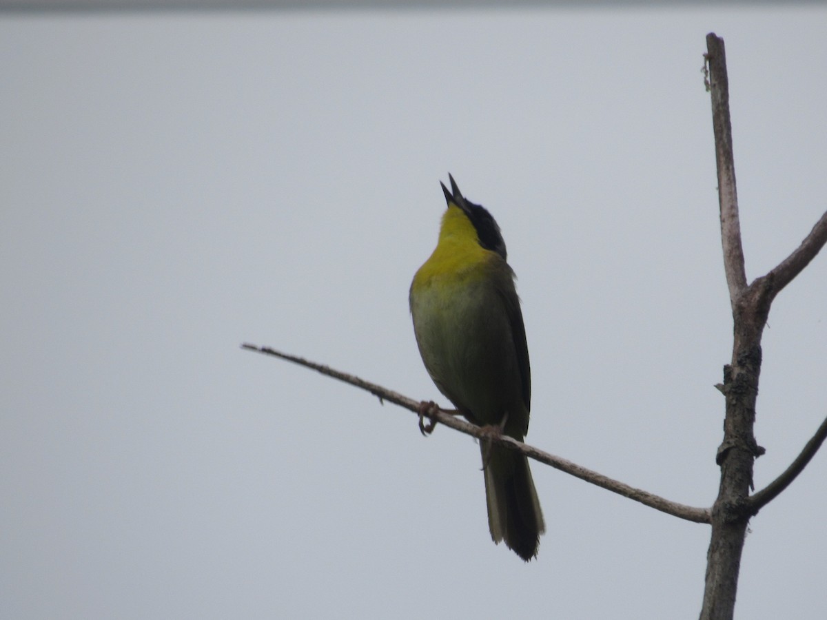 Common Yellowthroat - ML617880558