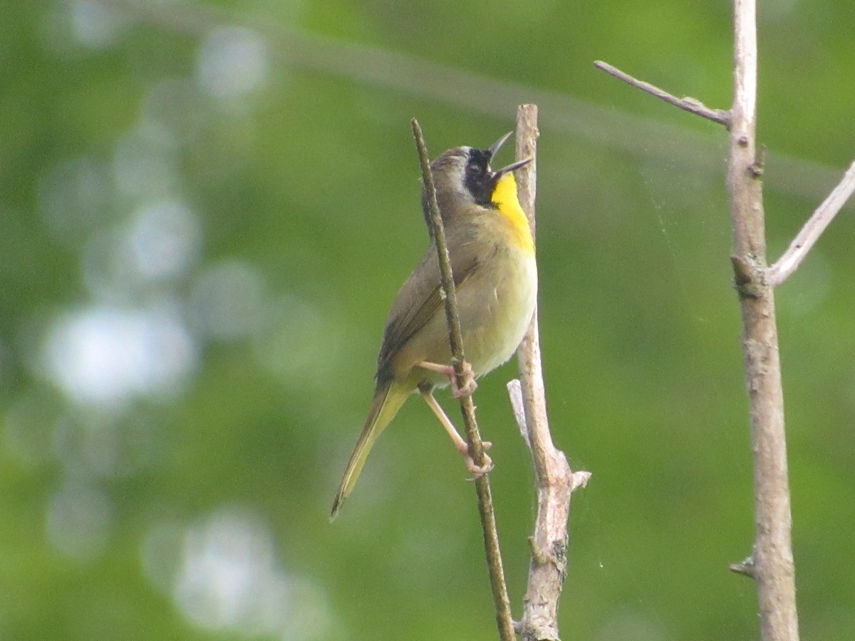 Common Yellowthroat - ML617880559