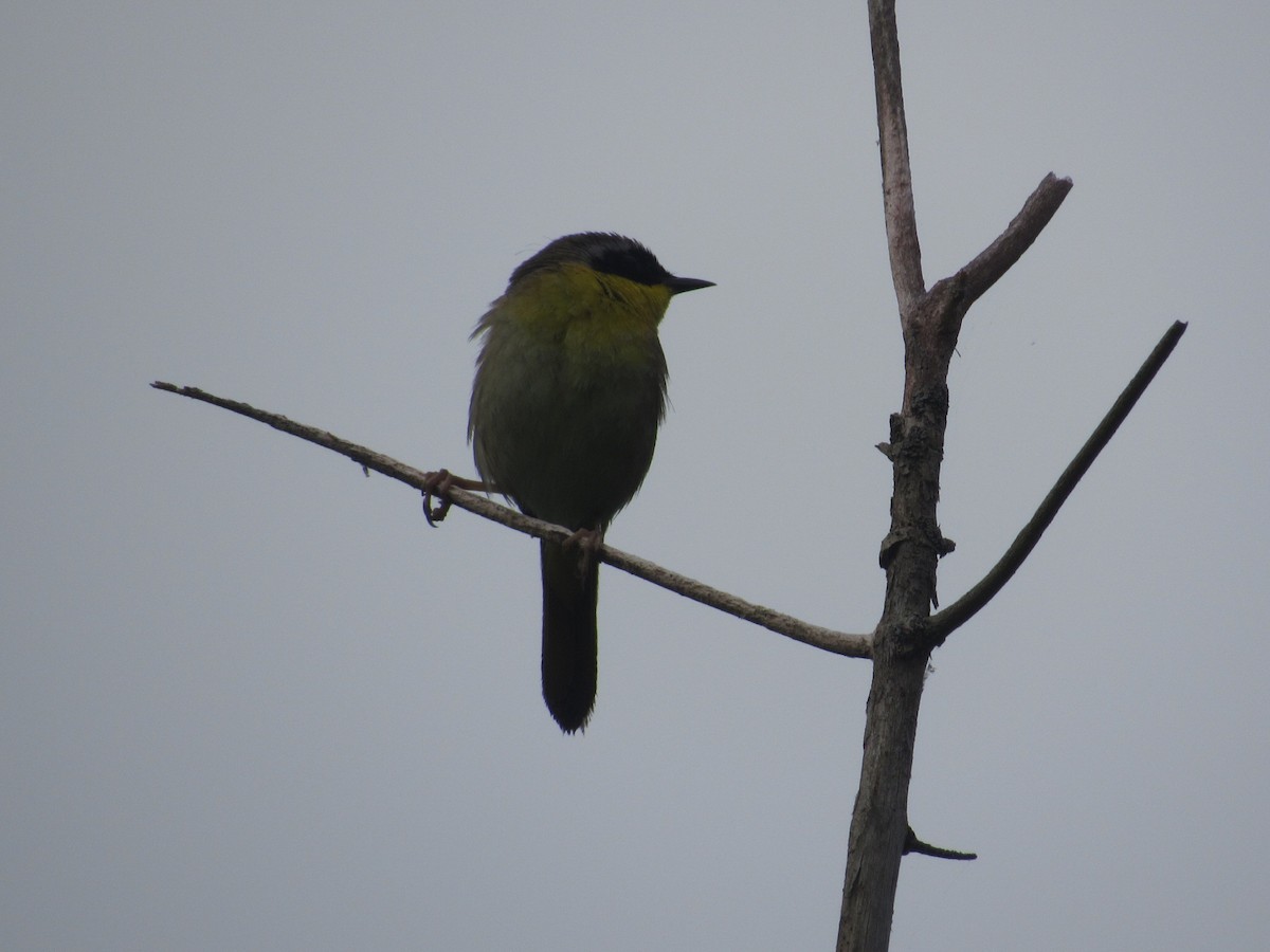 Common Yellowthroat - Caleb Bronsink