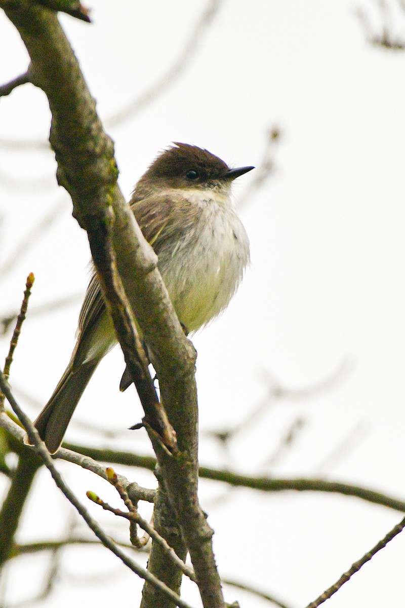 Eastern Phoebe - ML617880569