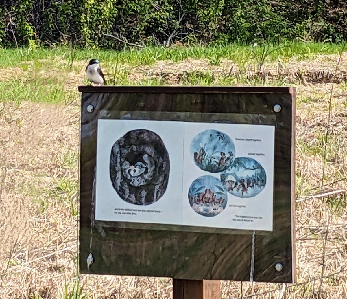 Tree Swallow - ML617880573