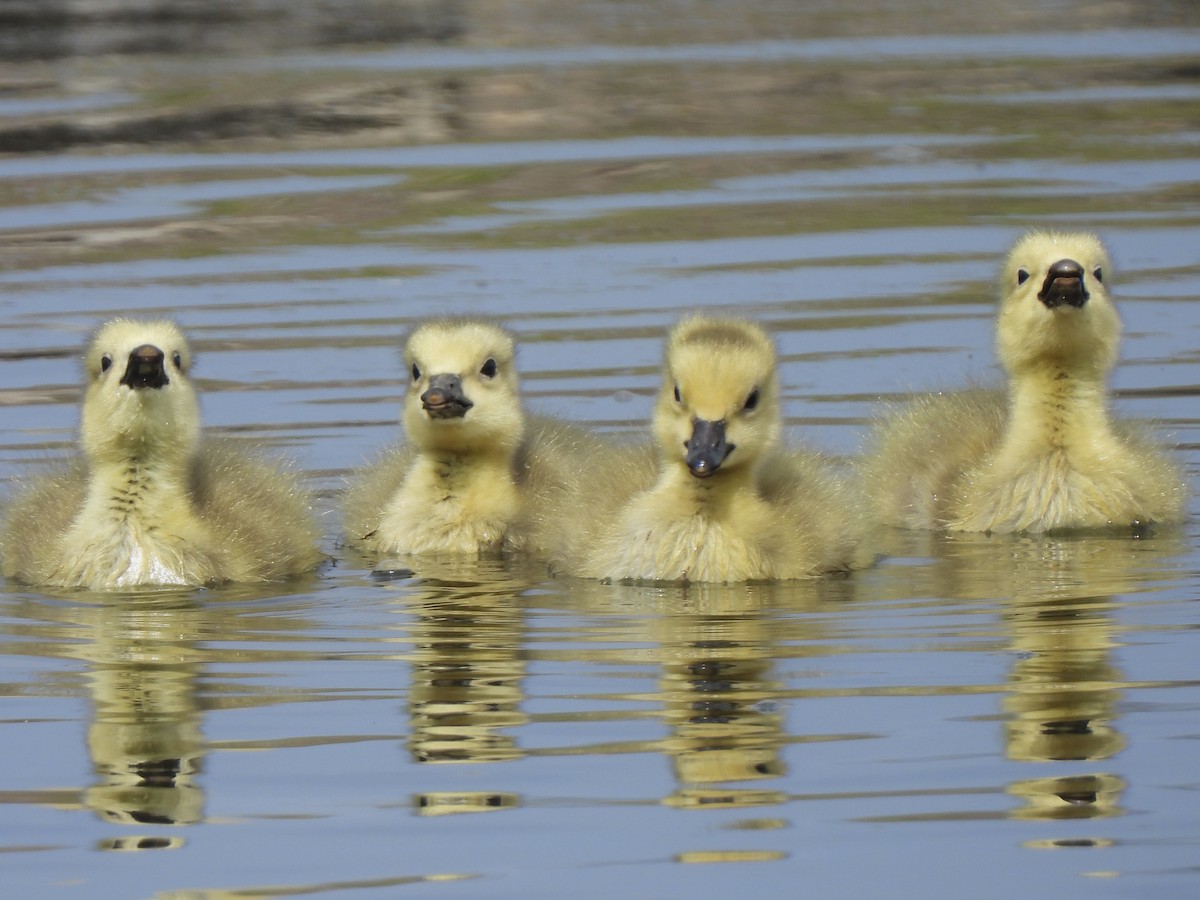 Canada Goose - ML617880589