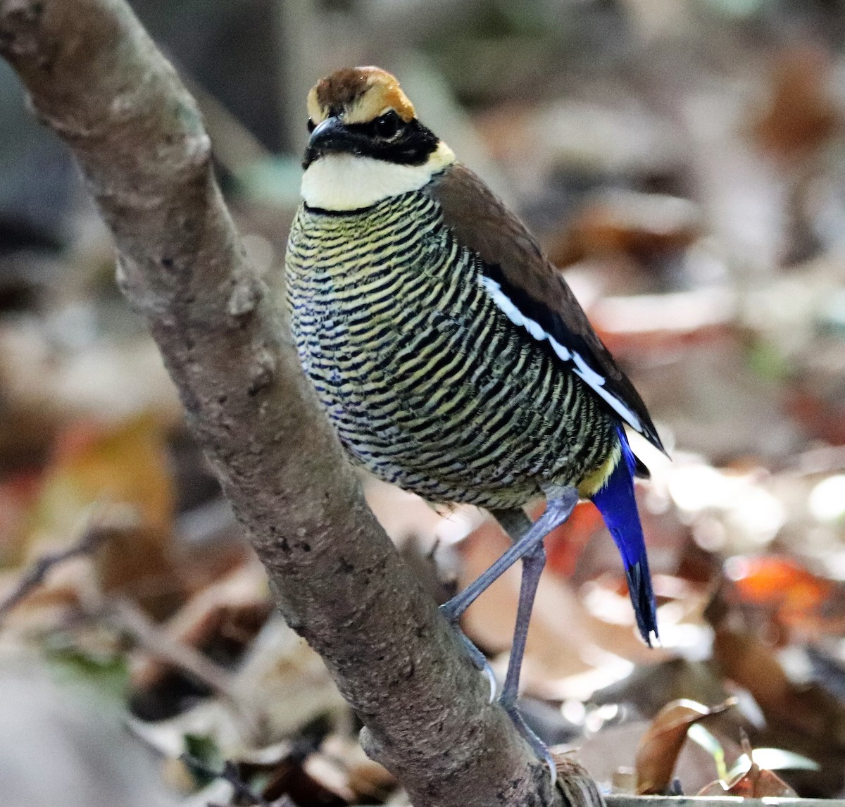 Javan Banded-Pitta - ML617880613