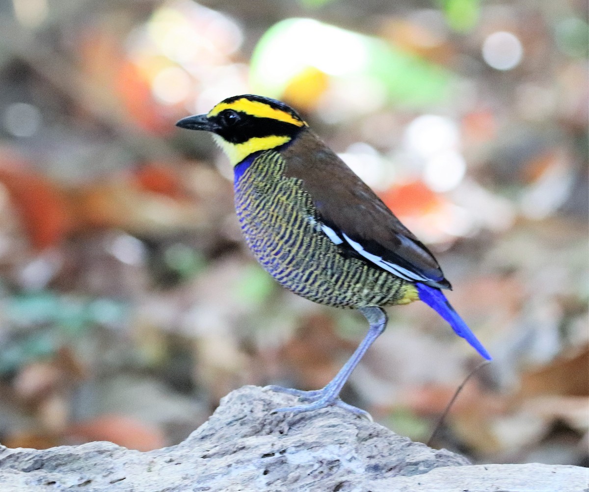 Javan Banded-Pitta - ML617880615