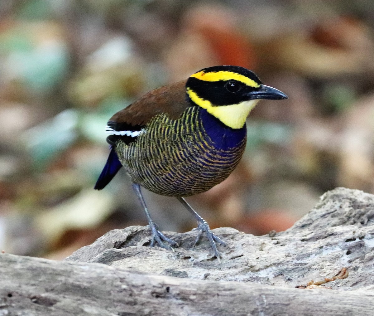 Javan Banded-Pitta - ML617880616