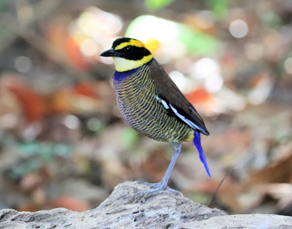 Javan Banded-Pitta - ML617880619