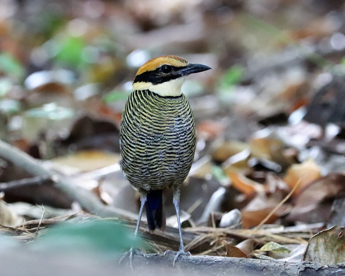 Javan Banded-Pitta - ML617880621