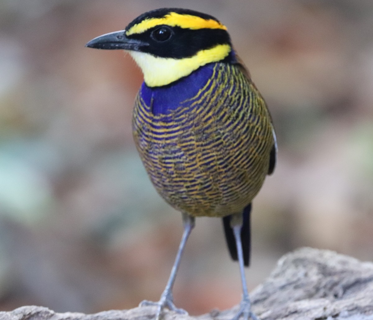 Javan Banded-Pitta - ML617880622