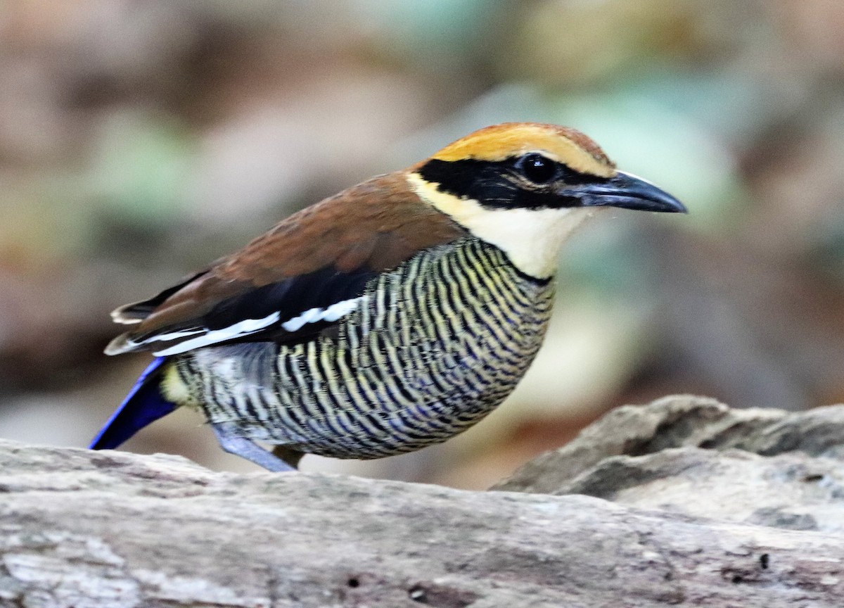 Javan Banded-Pitta - ML617880623