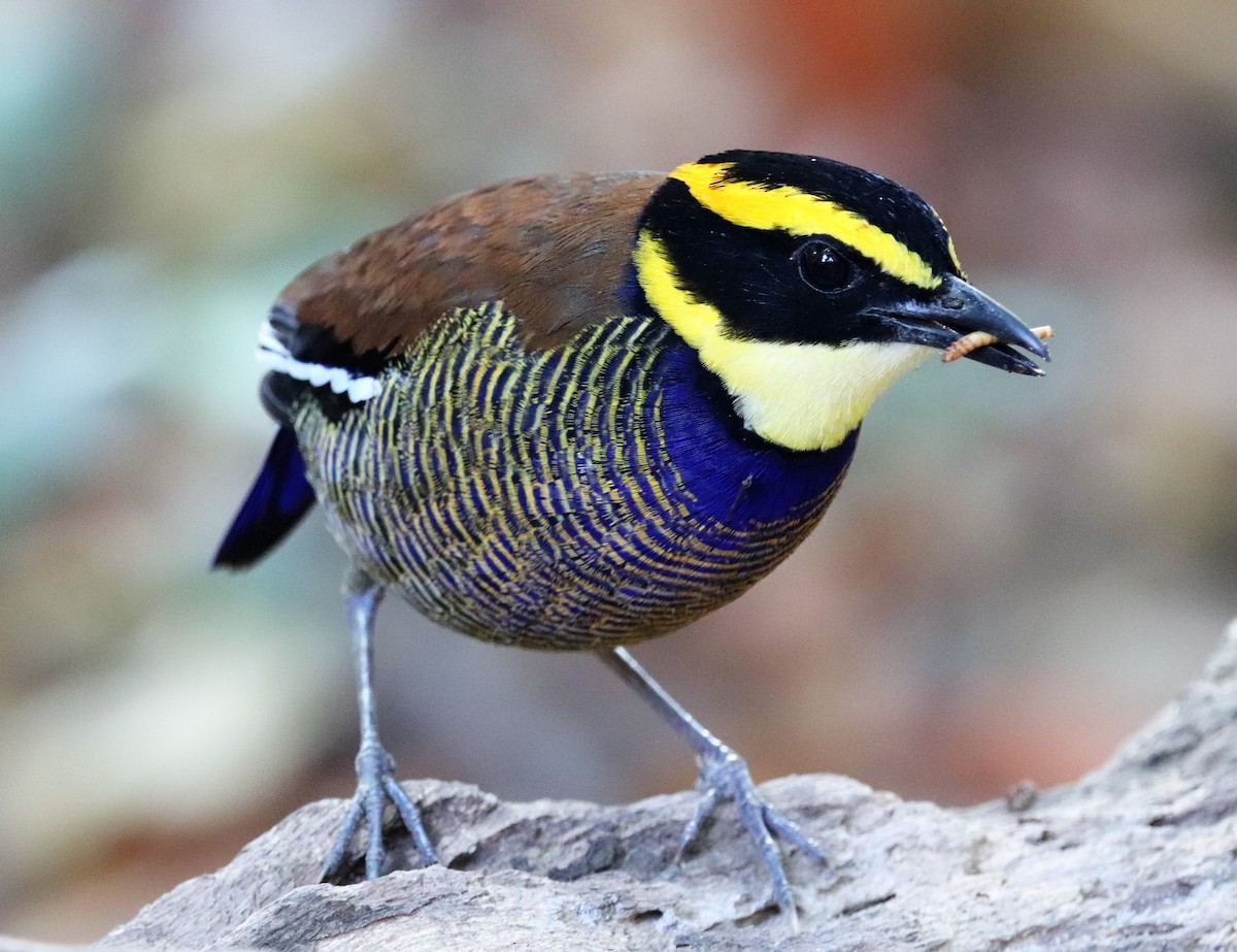 Javan Banded-Pitta - ML617880626