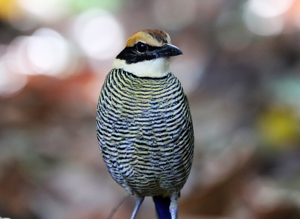 Javan Banded-Pitta - Sunil Zaveri