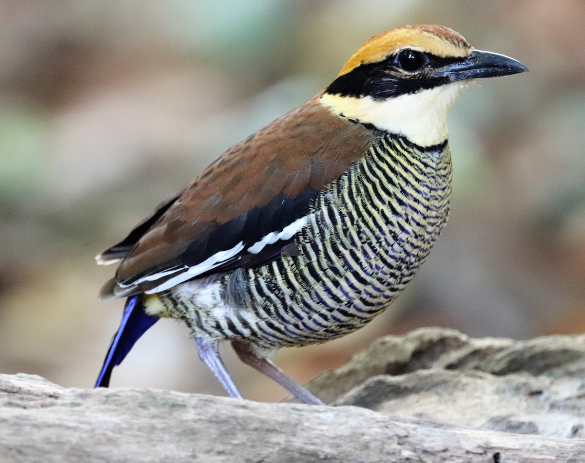 Javan Banded-Pitta - ML617880628