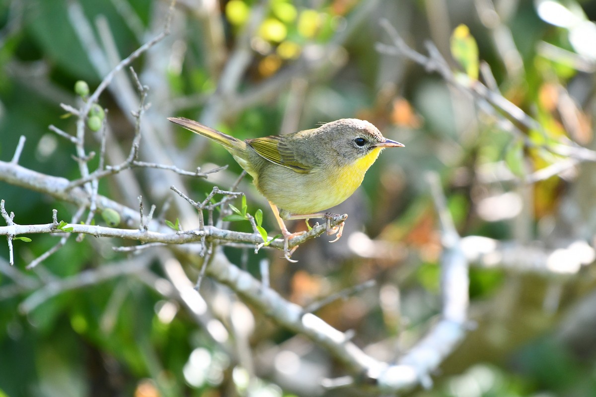 Common Yellowthroat (trichas Group) - ML617880630